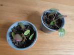 stekjes pannenkoekplant Pilea peperomioides kamer plant, Huis en Inrichting, Kamerplanten, Overige soorten, Minder dan 100 cm