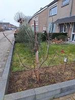 Appelboom, Tuin en Terras, Planten | Fruitbomen, Ophalen, 100 tot 250 cm, Appelboom, Lente