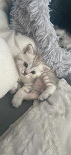 Unieke Kittens – BKH  Ragdoll/Siamese, Meerdere dieren, Gechipt, 0 tot 2 jaar