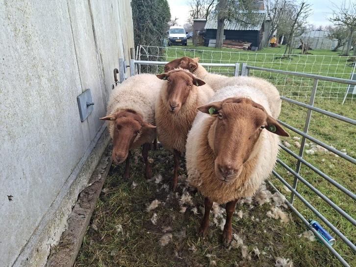 solognote (ooien) te koop, Dieren en Toebehoren, Schapen, Geiten en Varkens, Schaap, Vrouwelijk, 3 tot 5 jaar
