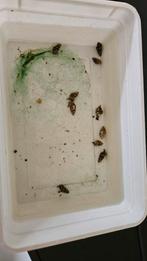 9x Helena Slakken, snel ophalen, Dieren en Toebehoren, Ophalen, Overige typen