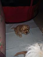 Te koop kruising cocker  spaniel  en boomer, Dieren en Toebehoren, Honden | Niet-rashonden, Meerdere, Meerdere dieren, Middel