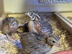 Harlekijnkwartel kuikens, Dieren en Toebehoren, Pluimvee, Mannelijk, Kip