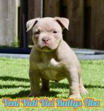 💎💎Pocket en micro American bully pups tricolor 💎💎, Dieren en Toebehoren, Honden | Bulldogs, Pinschers en Molossers, 8 tot 15 weken