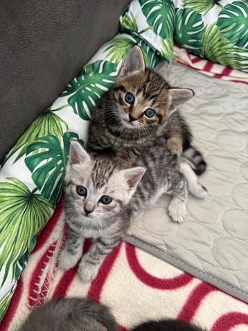 Europees korthaar kittens - 3 maanden beschikbaar voor biedingen