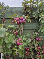gevraagd: red love appels (kleine rode appels), Tuin en Terras, Planten | Bomen, Herfst, Overige soorten, Minder dan 100 cm, Ophalen