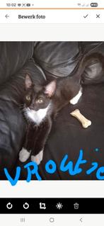 Gratis af te hallen geb 15/05/2025 de 2 laaste uit het nest, Dieren en Toebehoren, Katten en Kittens | Overige Katten, Kortharig