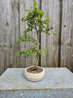 Carpinus betulus ( haagbeuk ) bonsai, Tuin en Terras, Planten | Bomen, In pot, Minder dan 100 cm, Halfschaduw, Lente
