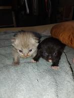 Twee mooie Ragdoll kittens geboren, Dieren en Toebehoren, Katten en Kittens | Raskatten | Langhaar, Gechipt, Meerdere dieren, 0 tot 2 jaar