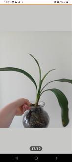 Clivia met glazen pot, Ophalen, Overige soorten, Minder dan 100 cm