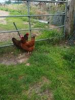 2 Barnevelder Kippen + Haan, Dieren en Toebehoren, Pluimvee, Vrouwelijk, Kip