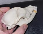Schedel van een klein hondje - Taxidermie Dog Skull - Skelet, Ophalen of Verzenden, Hond of Kat, Schedel