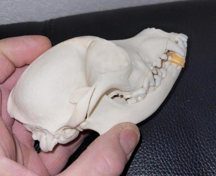 Schedel van een klein hondje - Taxidermie Dog Skull - Skelet, Verzamelen, Dierenverzamelingen, Schedel, Hond of Kat, Ophalen of Verzenden