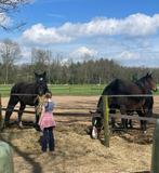 Paard, pony, shetlander verzorger aangeboden, Rijssen, Diensten en Vakmensen, Dieren | Paarden | Verzorging, Oppas en Les