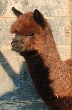 Mooi alpaca hengstje, Dieren en Toebehoren, Juni, Mannelijk