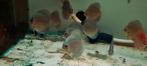 Discus small, Zoetwatervis, Schoolvis, Vis