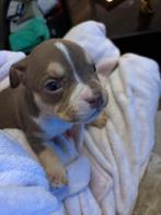 Amerikaanse bully XL puppy’s, Dieren en Toebehoren, Honden | Niet-rashonden, Rabiës (hondsdolheid), 8 tot 15 weken, Groot, Meerdere dieren