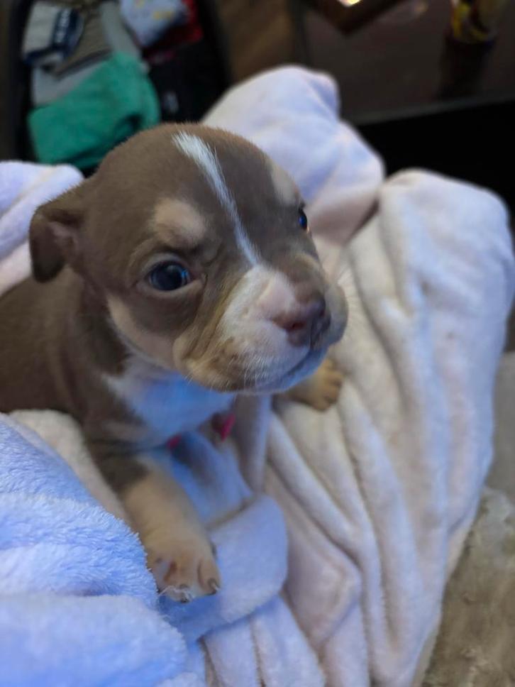 Amerikaanse bully XL puppy’s, Dieren en Toebehoren, Honden | Niet-rashonden, Groot, Meerdere dieren, Particulier, Eén hond, Nederland