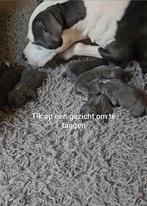 ❗️Laatste reu Raszuiver Amerikaanse Stafford pup❗, Dieren en Toebehoren, Honden | Jack Russells en Terriërs, Parvo, 8 tot 15 weken