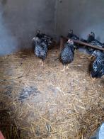 4 wyandotte haantje., Dieren en Toebehoren, Pluimvee, Mannelijk, Kip