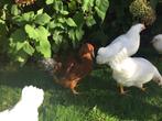 Barnevelder kriel haan goud en wit, Dieren en Toebehoren, Pluimvee, Mannelijk, Kip