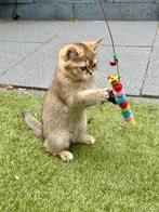 Golden Shaded Britse korthaar kitten met stamboom, Dieren en Toebehoren, Poes, Gechipt, 0 tot 2 jaar