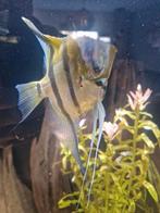 Te koop koppel maanvissen, Dieren en Toebehoren, Vis