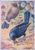 voor het kind - merelpaar - 1966, Verzamelen, Ansichtkaarten | Themakaarten, Verzenden, 1960 tot 1980, Gelopen, Overige thema's