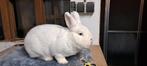 Enkele Witte weners te koop, Dieren en Toebehoren, Konijnen, Meerdere dieren, Middelgroot, 0 tot 2 jaar