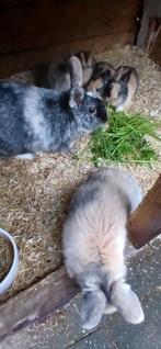 Jonge konijnen te koop, Dieren en Toebehoren, Konijnen, Meerdere dieren, Klein, 0 tot 2 jaar
