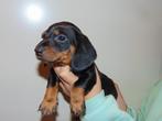 Laatste teefje Black and Tan Teckel pups, Dieren en Toebehoren, Honden | Teckels en Dashonden, Kaninchen, 8 tot 15 weken, Korthaar