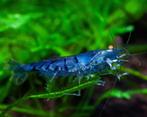 Blue Tiger Orange Eyes met oranje ogen..beperkt beschikbaar!, Dieren en Toebehoren, Vissen | Aquariumvissen, Kreeft, Krab of Garnaal