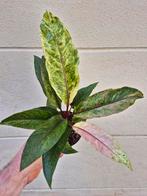 Anthurium Renaissance variegata p12 (13), Huis en Inrichting, Kamerplanten, Ophalen of Verzenden, Overige soorten, Minder dan 100 cm