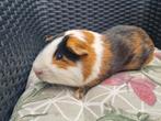 Cavia beer 9 maanden, Dieren en Toebehoren, Knaagdieren, Cavia, Mannelijk, Januari, Tam