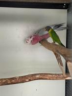 Mooie, complete, broedrijpe rose kaketoe man te koop/ruilen, Mannelijk, Papegaai, Geringd