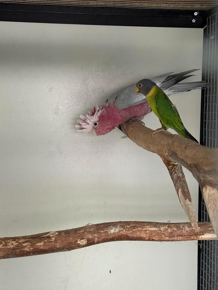 Mooie, complete, broedrijpe rose kaketoe man te koop/ruilen, Dieren en Toebehoren, Vogels | Parkieten en Papegaaien, Papegaai