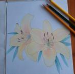 Kleurtekening, gele anjer, tekening, bloem, Antiek en Kunst, Verzenden