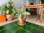 Kamerplant - Hoya Celata Publicalyx White Dragon, Ophalen of Verzenden, Overige soorten, Minder dan 100 cm