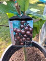 Kersenboom 'Stella' Prunus Avium - Laagstam, Tuin en Terras, Planten | Fruitbomen, Ophalen, Volle zon, Kersenboom, 100 tot 250 cm