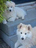 Pomsky puppy F2 reutjes, Dieren en Toebehoren, 8 tot 15 weken, Meerdere, Nederland, Particulier