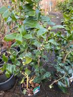 Camelia wit hoog 80 / 100 cm vol in knop bloeid einde winter, Ophalen, Lente, Vaste plant, Halfschaduw
