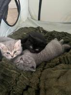 🐾 Lieve Britse Kortharen Kittens 🐾, Meerdere dieren, Ontwormd