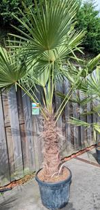 Trachycarpus fortunei palmboom winterhard., Tuin en Terras, 100 tot 250 cm, Zomer, Palmboom, Ophalen