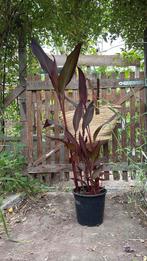 Canna, Tuin en Terras, Planten | Tuinplanten, Ophalen, Volle zon