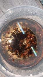 Gratis op te halen veel posthoornslakken!, Vis