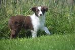Border collie pup, België, 8 tot 15 weken, Collie, Meerdere