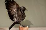 Opgezette kauw gespreide vleugels, Verzamelen, Dierenverzamelingen, Ophalen of Verzenden, Nieuw, Vogel, Opgezet dier