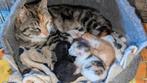 Te koop lieve kittens., Dieren en Toebehoren, Meerdere dieren, Kortharig, 0 tot 2 jaar