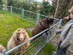 4 Ouessant ooien te koop, Dieren en Toebehoren, Schapen, Geiten en Varkens, Vrouwelijk, Schaap, 6 jaar of ouder