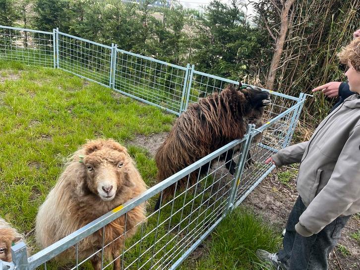 4 Ouessant ooien te koop, Dieren en Toebehoren, Schapen, Geiten en Varkens, Schaap, Vrouwelijk, 6 jaar of ouder